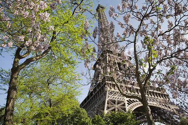 Tour eiffel et arbres en fleurs